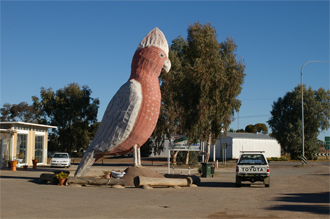 Giant Galah in Kimba, SA